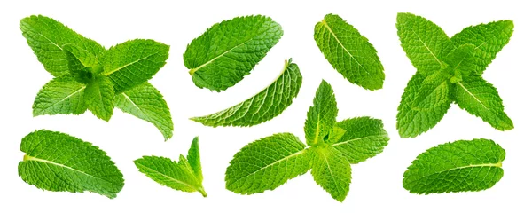 Foto op Canvas Fresh mint leaves isolated on white background © xamtiw