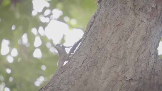 Chameleon stuck on a tree