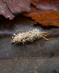 zombie fungus Cordyceps on gryllid in Andean cloud forest in Ecuador