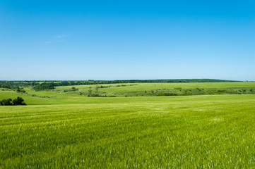 field with beautiful blue sky