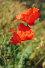 wilder Mohn