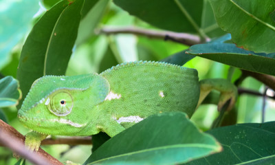 Green chameleon on green bush