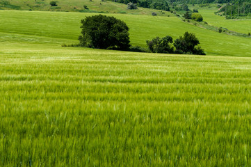 field with beautiful blue sky
