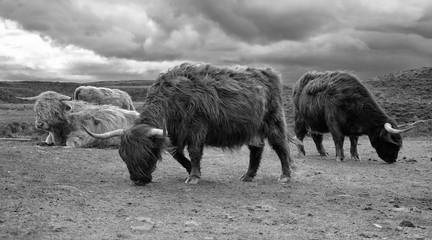Highland Cows (Scotland)