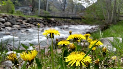 yellow flowers near water