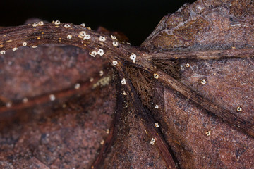 close-up of Ambarignomonia petiolorum fungus on liquidambar leaf petiole
