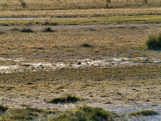 Illmitz im Burgenland ÖSterreich Nationalpark Lange lacke