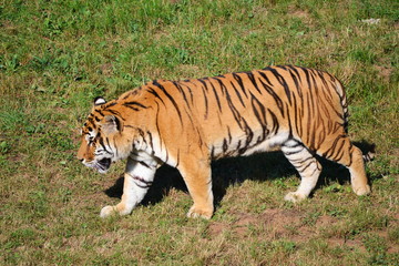 A tiger walking on the grass