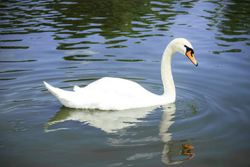 white swan swims peacefully in the pond