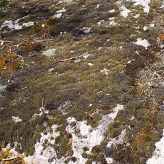 Bright orange moss on a gray wall. Background wall, Moss texture. Moss background. Orange moss on grunge texture, background.