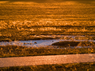 NAtionalpark lange lacke dämmerung bei illmitz in österreich