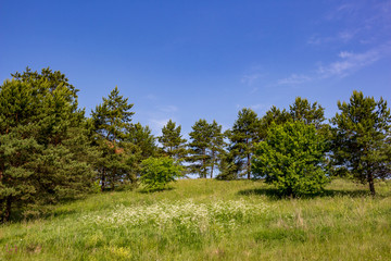 Beautiful landscape with coniferous trees on the hill