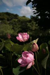 pink lotus flower in garden