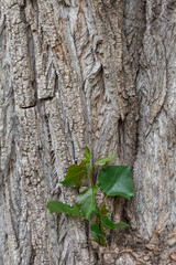 Close up view of new young leaves growing from tree trunk isolated on grey texture of bark. Vertical color photography.