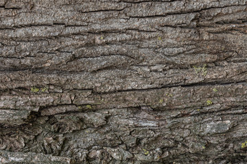 Closeup view of organic bark tree texture. Horizontal color photography.