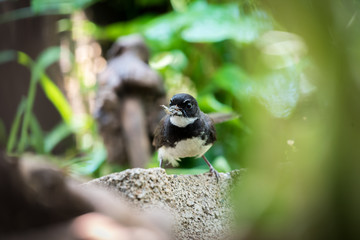 Obraz na płótnie Canvas Mother Malaysian Pied Fantail bird catch insect prey in beaks for feeding there chick.