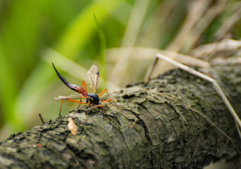 dragonfly on leaf
