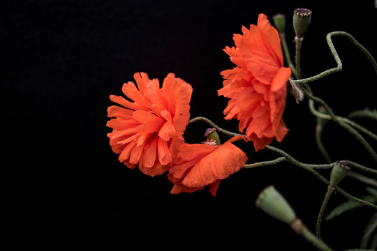 scarlet poppies on a black background