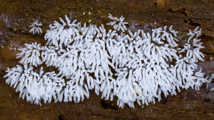 Ceratiomyxa fruticulosa slime mold on wood in Vermont