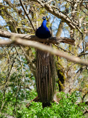 Fototapeta premium peacock on a tree
