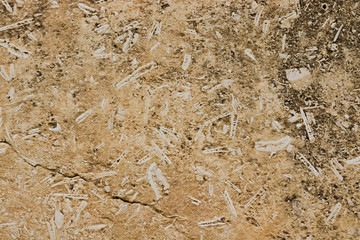Pieces of fossils inside beige limestone texture.