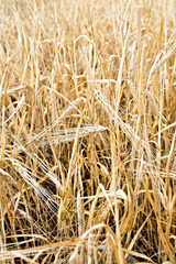 Barley ripe in the field