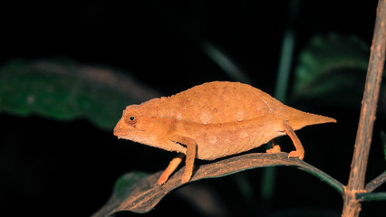 Pygmy chamelon at night on green leafs