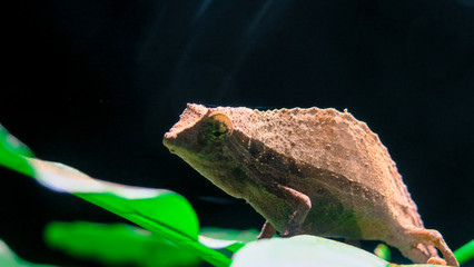 Pygmy chamelon at night on green leafs