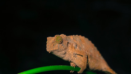 Pygmy chamelon at night on green leafs