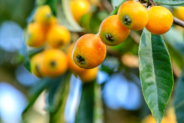 Ripe fruit loquat on tree in the garden