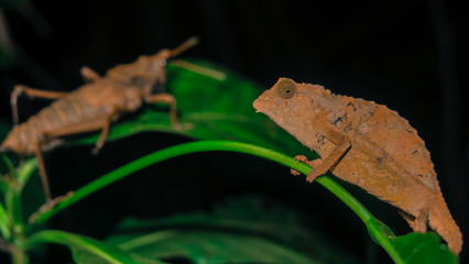 Pygmy chamelon at night on green leafs