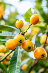 Ripe fruit loquat on tree in the orchard
