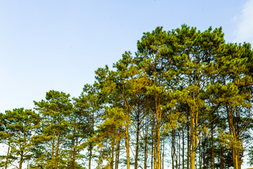 Green pine tree with blue sky on the peak of mountain, Green tree forest in dawn time, Phu Tub Berk mountain in Thailand