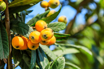 Ripe fruit loquat on tree in the garden