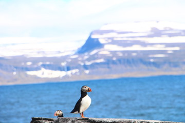 Puffin