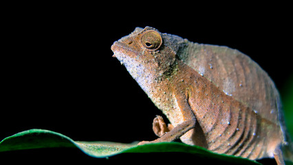 Pygmy chamelon at night on green leafs