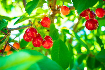 beautiful red cherries on the tree 