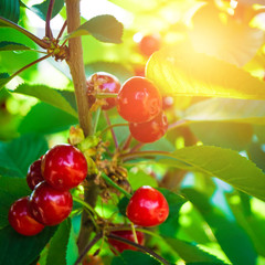 beautiful red cherries on the tree