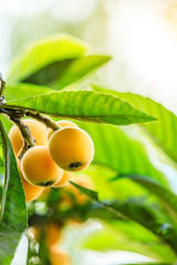 Ripe fruit loquat on tree in the garden