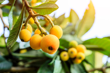 Ripe fruit loquat on tree in the garden