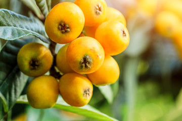 Ripe fruit loquat on tree in the garden