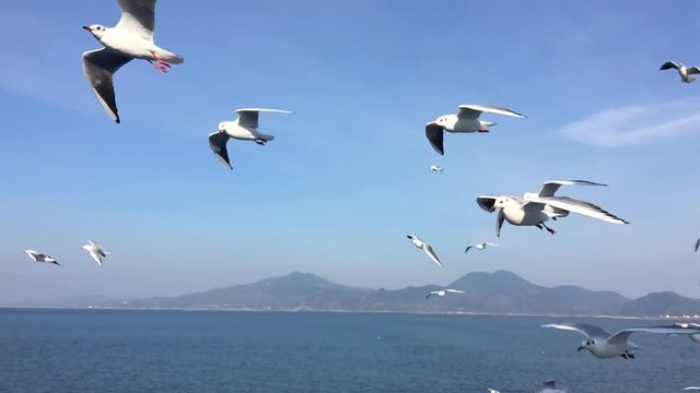 Seagull birds flying slow motion