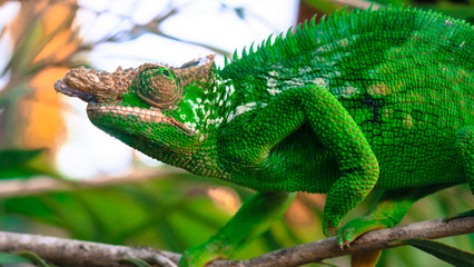 Chamelion on green leafs