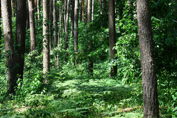 Fototapeta premium Sun rays in a beautiful green forest. Forest background can be used as wallpaper.