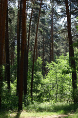 Obraz premium Sun rays in a beautiful green forest. Forest background can be used as wallpaper.