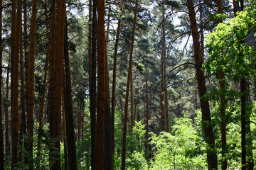 Sun rays in a beautiful green forest. Forest background can be used as wallpaper.