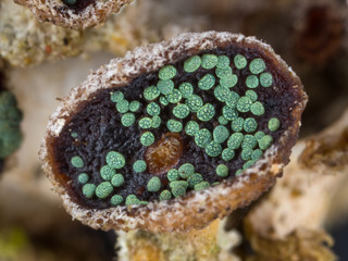 close-up of lichen parasite fungus Abrothallus eriodermae in tropical rainforest in Costa Rica
