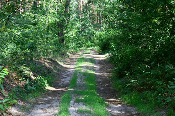 forest road for jogging or cycling in the sun