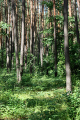 Naklejka premium Sun rays in a beautiful green forest. Forest background can be used as wallpaper.
