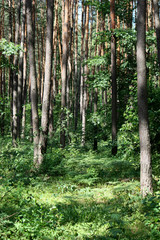 Sun rays in a beautiful green forest. Forest background can be used as wallpaper.